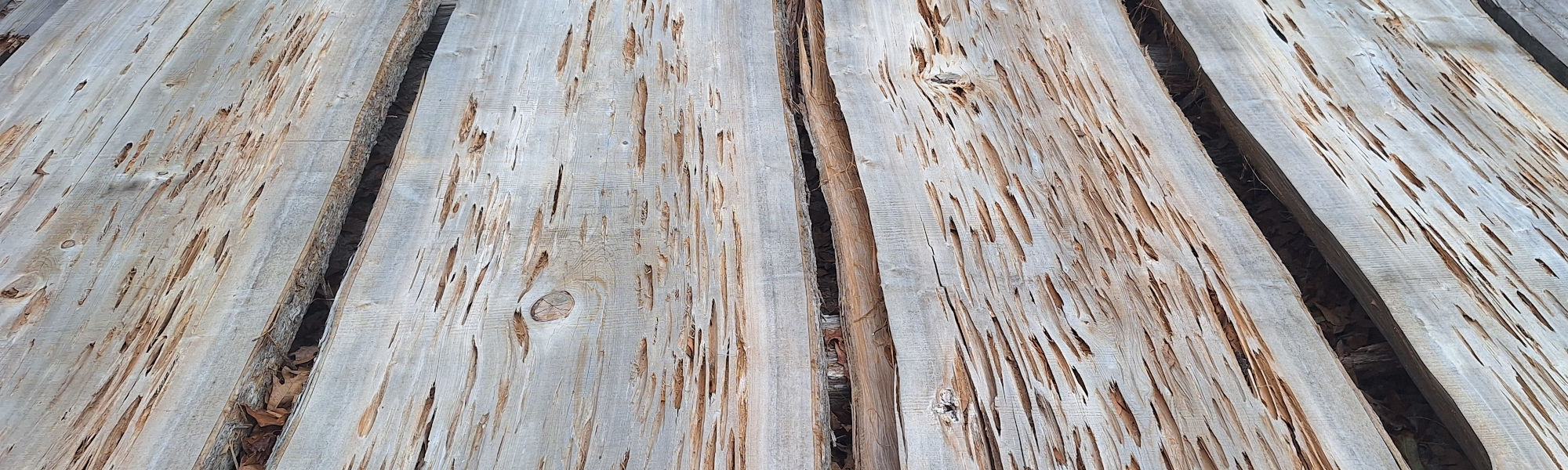 Pecky Cypress Slab Character