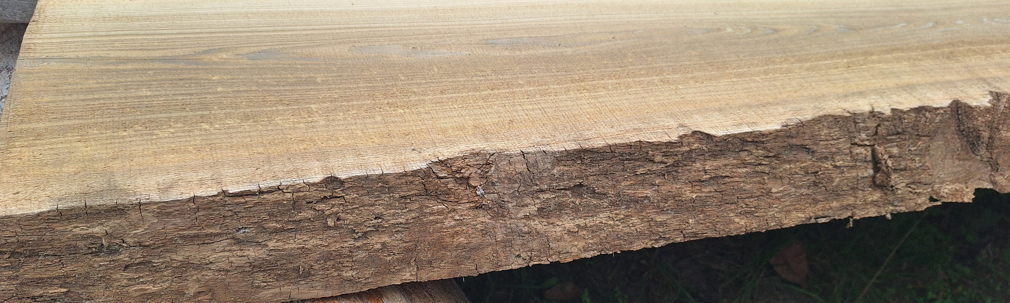 Sinker Cypress — Character Close-Up